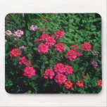 Garden Verbena (Verbena Hybrida) flowers Mouse Pads
