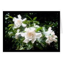 Gardenia, blank card