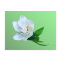 Gardenia postcards