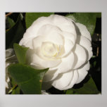 Gardenia posters