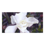 Gardenia tints customized photo card