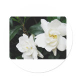 Gardenias Sticker