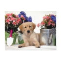 Gardening Golden Retriever Puppy postcards
