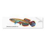 Gardneri Killifish Bumper Sticker bumper stickers
