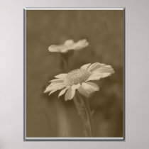 Garland Chrysanthemum Print