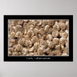 Garlic in French market poster posters