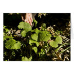 Garlic mustard card