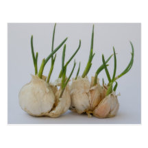 garlics post card