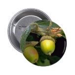 Gary oak tree fruit (quercus garryana) buttons