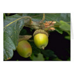 Gary oak tree fruit (quercus garryana) card