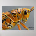 Gasshopper Macro posters