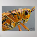 Gasshopper Macro posters