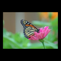 Gathering Nectar posters