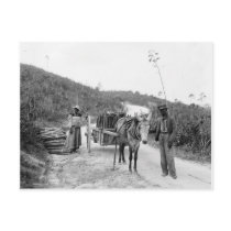 Gathering sisal, Nassau, Bahama Islands, c1900 Postcard