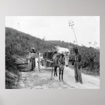 Gathering sisal, Nassau, Bahama Islands, c1900 Posters