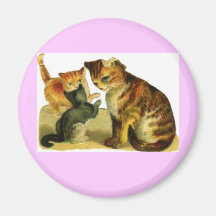 gatinhos amorosos imas