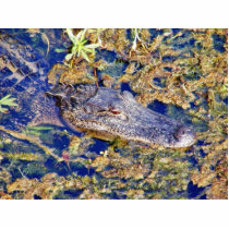 Gator Aligators Swamps Photo Cut Outs