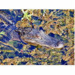 Gator Aligators Swamps photo sculptures