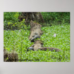 Gator and Turtle on a Log Poster