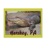Gator Greeting from Hershey Postcards