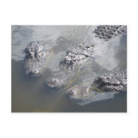 GATOR GREETINGS POST CARDS