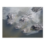 GATOR GREETINGS POST CARDS