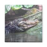 'Gator Grins - Magnet #1
