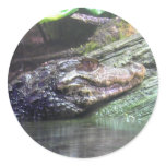 'Gator Grins - Sticker