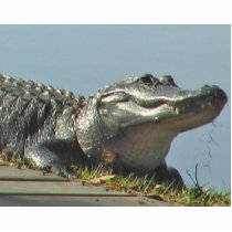 Gator Photo Cutouts