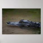 Gator Resting Poster