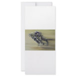Gator Rider rack cards