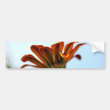 Gazania Bumper Stickers