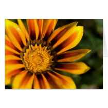 Gazania Card