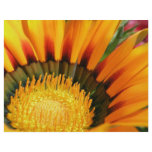 Gazania flyers