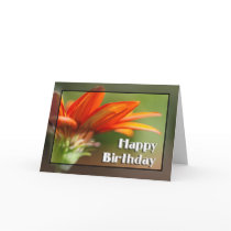 Gazania Happy Birthday