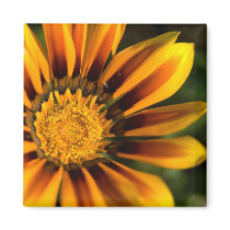 Gazania Fridge Magnets