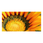 Gazania photo cards