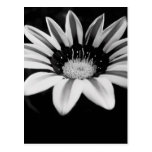 Gazania Post Cards