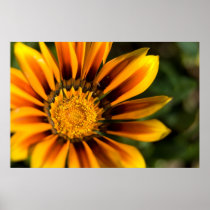 Gazania Print