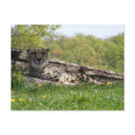 Gaze of the Cat: Cheetah