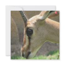 Gazelle Invitations