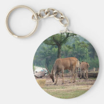 Gazelle, wild animal zoo,羚. key chains