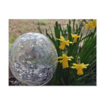 Gazing Ball and Daffodils after a rain Postcard