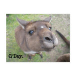 G'Day. postcards