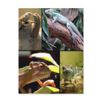 Gecko lizards and Chameleons Postcard