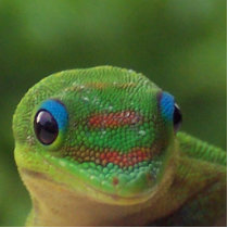 Gecko Looking at You