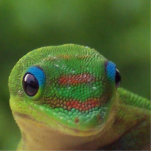 Gecko Looking at You photo sculptures