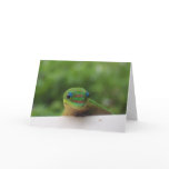 Gecko notecards #1