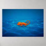Gecko posters