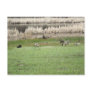 Geese at Play Postcards